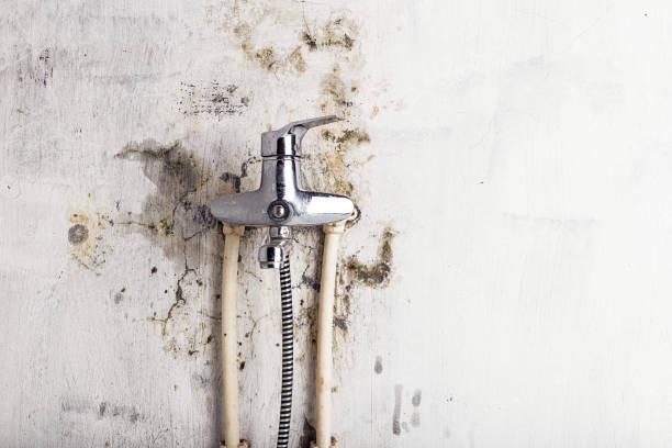 Best Affordable Mold Removal  in Gainesville, TX