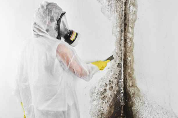 Best Mold Damage Repair  in Gainesville, TX
