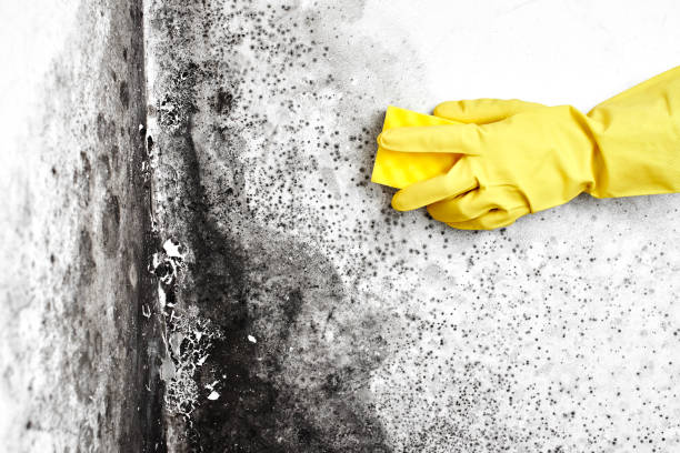 Best Office Mold Removal Services  in Gainesville, TX