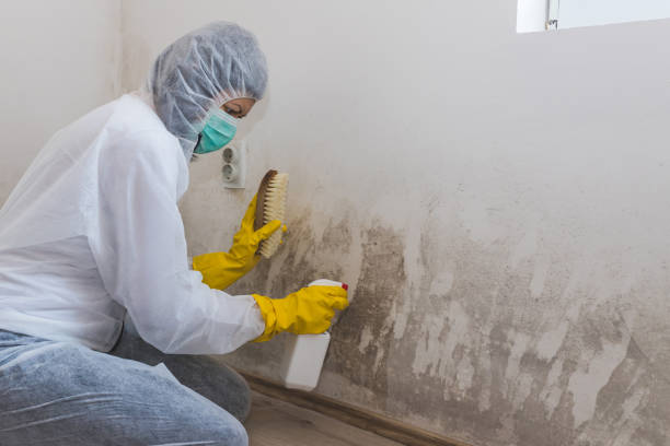 Best Residential Mold Removal  in Gainesville, TX