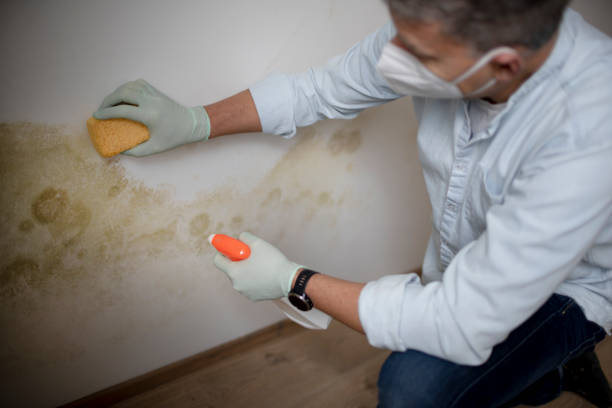 Best Crawl Space Mold Removal  in Gainesville, TX