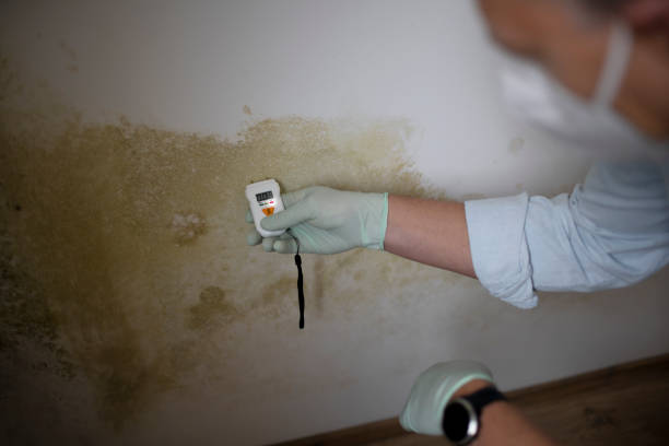 Best Local Mold Removal Service  in Gainesville, TX