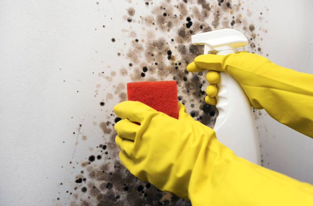 Reliable Gainesville, TX Mold Removal Solutions