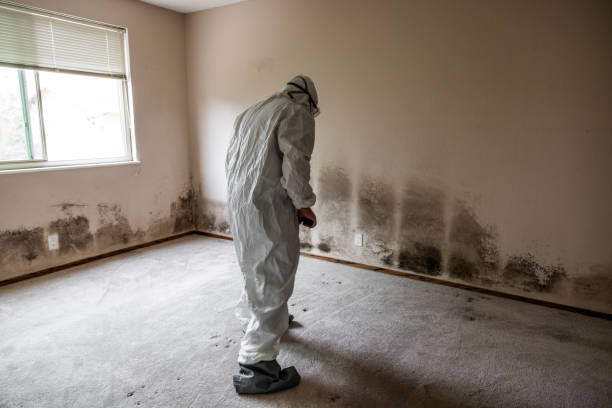 Reliable Gainesville, TX Mold Removal Solutions