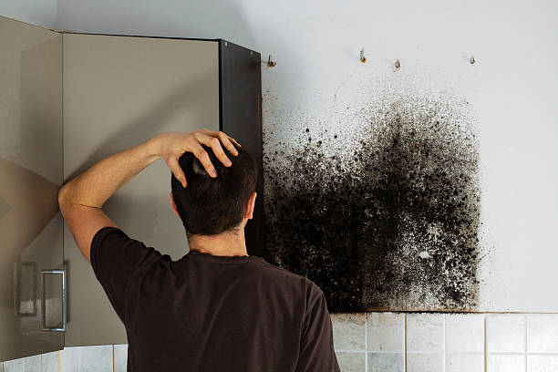 Best Home Mold Removal  in Gainesville, TX
