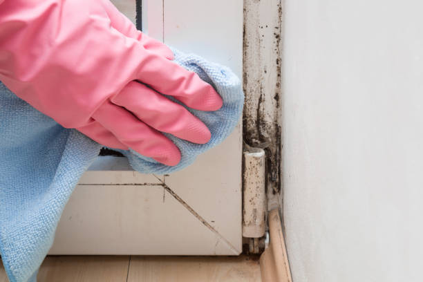Best Attic Mold Removal  in Gainesville, TX